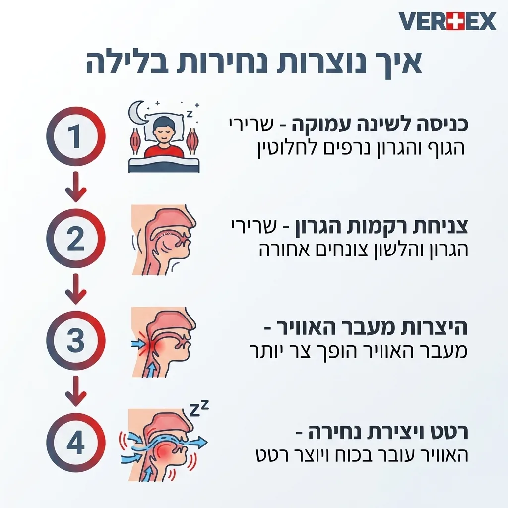 אינפוגרפיקה — איך נוצרות נחירות בלילה: כניסה לשינה עמוקה, צניחת רקמות הגרון, היצרות מעבר האוויר, רטט ויצירת נחירה