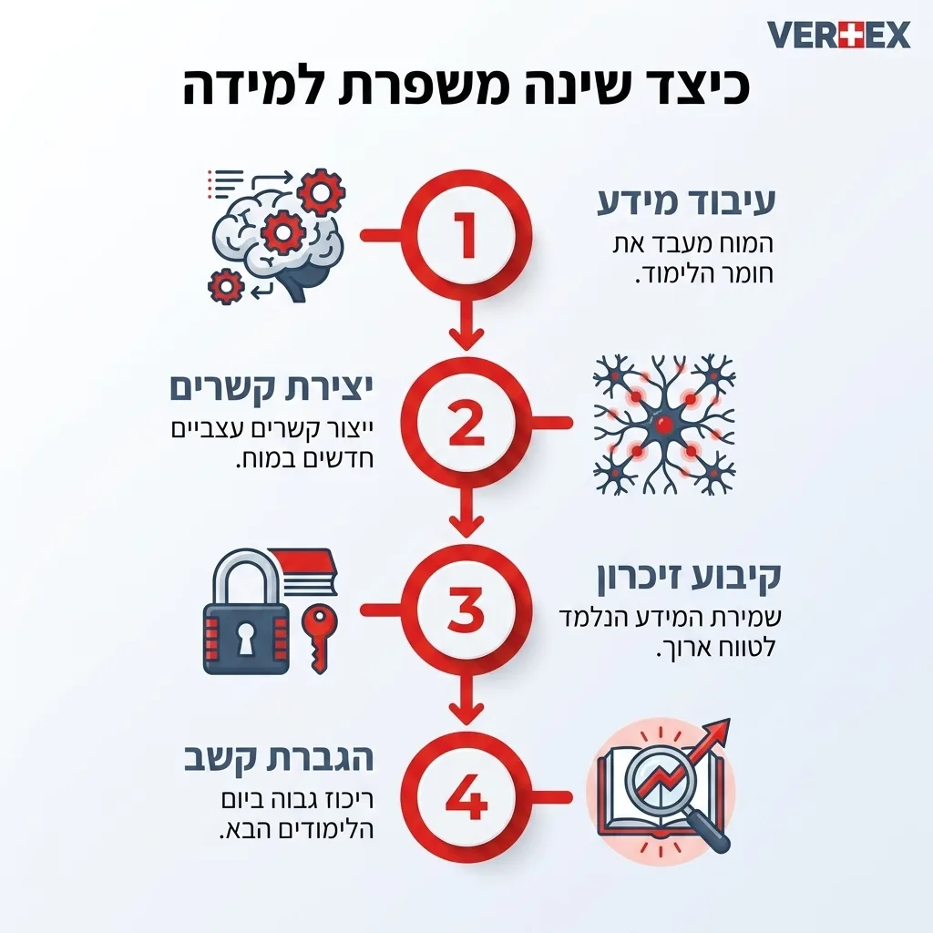 אינפוגרפיקה — כיצד שינה משפרת למידה: עיבוד מידע, יצירת קשרים, קיבוע זיכרון, הגברת קשב